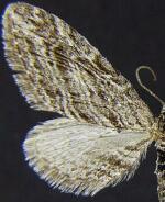 Eupithecia hohokamae