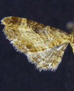 Eupithecia carneata