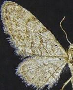 Eupithecia mendicata