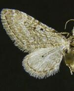 Eupithecia minuta