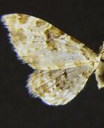 Eupithecia remorata