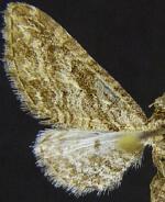 Eupithecia insipidata