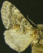 Gluphisia wrightii