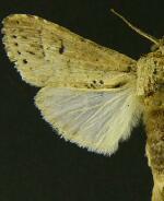 Nycterotis roberta