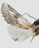 Ianassa guadalupensis