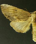 Oligocentria delicata