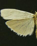 Crambidia suffusa