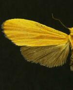 Lycomorphodes sordida