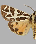 Apantesis eureka