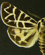 Apantesis yukona