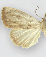 Rivula stepheni