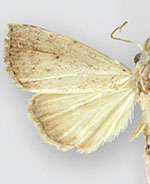 Rivula stepheni