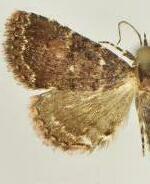 Metalectra albilinea