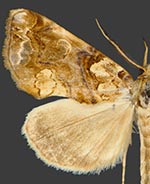 Plusiodonta nr. compressipalpis