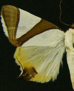 Eulepidotis metamorpha