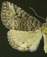 Acritogramma metaleuca