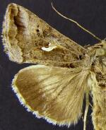 Autographa gamma