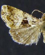 Cobubatha metaspilaris