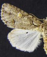 Acronicta albarufa