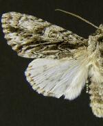 Acronicta atristrigatus