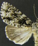 Acronicta nigrosuffusa