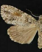 Acronicta exilis