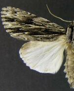 Acronicta edolata