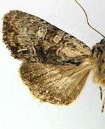 Apamea quinteri