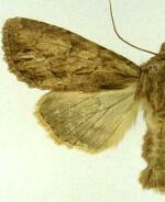 Apamea atriclava