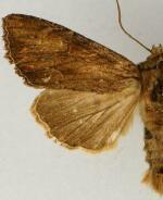 Apamea siskiyou