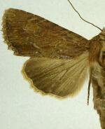 Apamea genialis