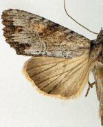 Apamea xylodes