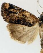 Bryolymnia mixta