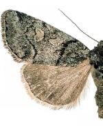 Cosmia praeacuta