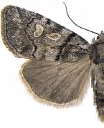 Cosmia praeacuta