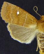 Eupsilia cirripalea