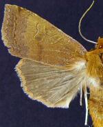 Metaxaglaea australis