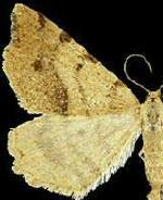 Macaria helena