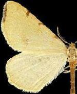 Macaria occiduaria