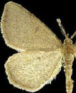 Macaria sulphurea