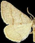 Macaria saphenata