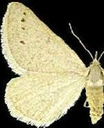 Macaria saphenata