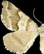 Macaria pallipennata