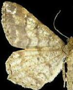 Macaria pinistrobata