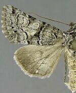 Hadena amabilis