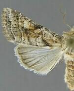 Lacinipolia triplehorni