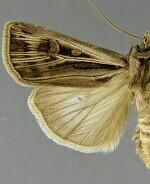 Agrotis striata