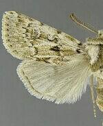 Agrotis longicornis