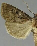 Agrotis buchholzi