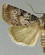 Agrotis buchholzi